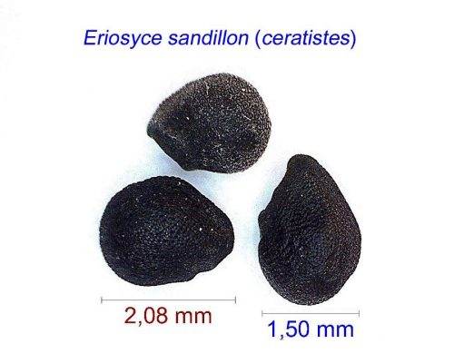 بذر Eriosyce sandillon
