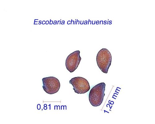 بذر Escobaria chihuahuensis