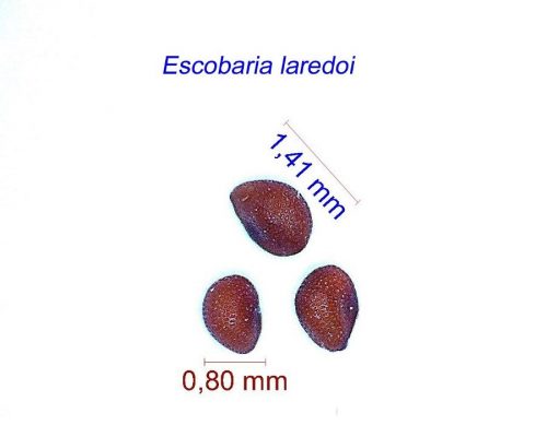 بذر Escobaria laredoi