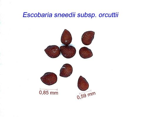 بذر Escobaria sneedii subsp