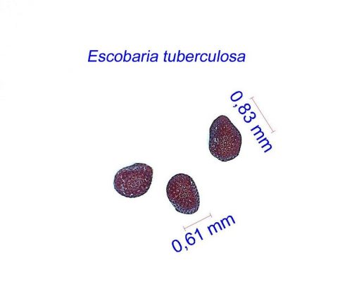 بذر Escobaria tuberculosa