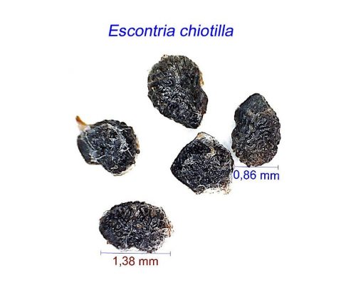 بذر Escontria chiotilla