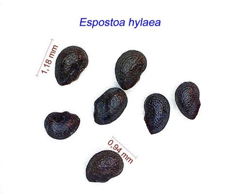 بذر Espostoa hylaea