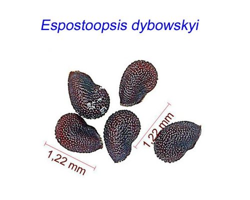 بذر Espostoopsis dybowskyi