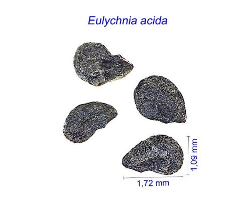 بذر Eulychnia acida