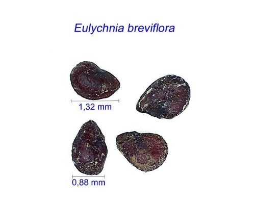 بذر Eulychnia breviflora