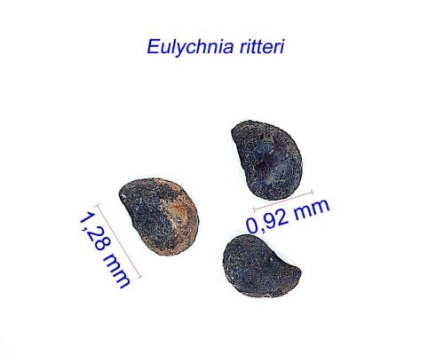 بذر Eulychnia ritteri