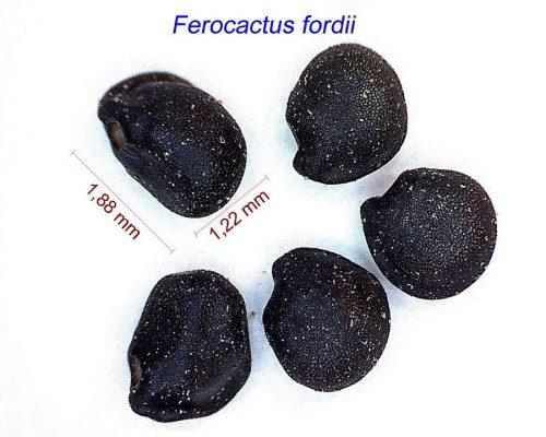 بذر فروکاکتوس فوردی