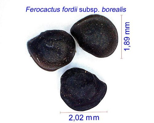 بذر فروکاکتوس فوردی بورالیس