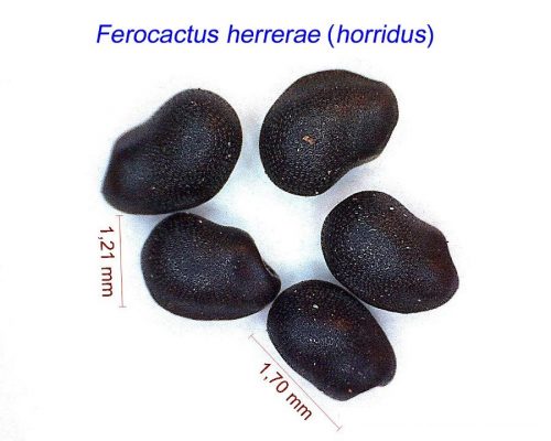 بذر فروکاکتوس هررا(هوریدوس)