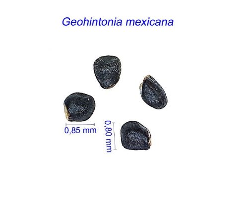 بذر Geohintonia mexicana