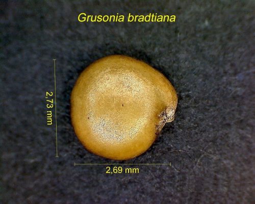 بذر Grusonia bradtiana BK
