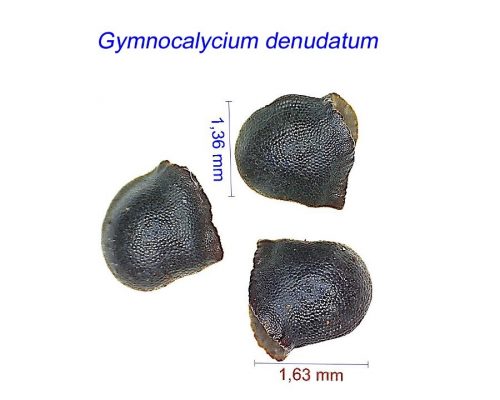 بذر Gymnocalycium denudatum