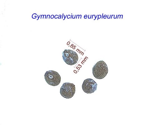 بذر Gymnocalycium eurypleurum