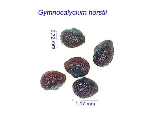بذر ژیمنوکالیسیوم هورستی
