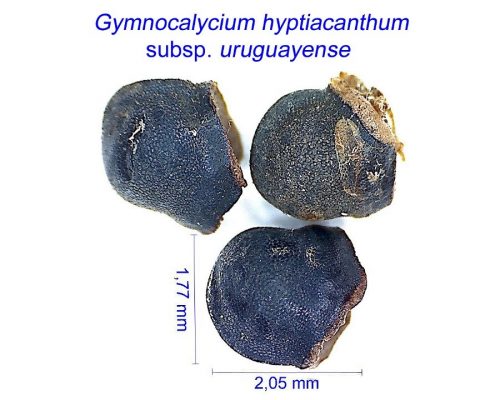 بذر Gymnocalycium hyptiacanthum subsp. uruguayense