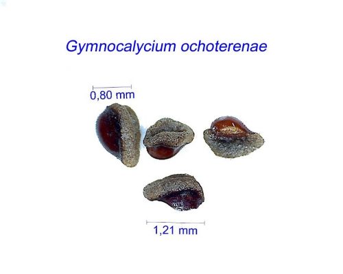 بذر Gymnocalycium ochoterenae