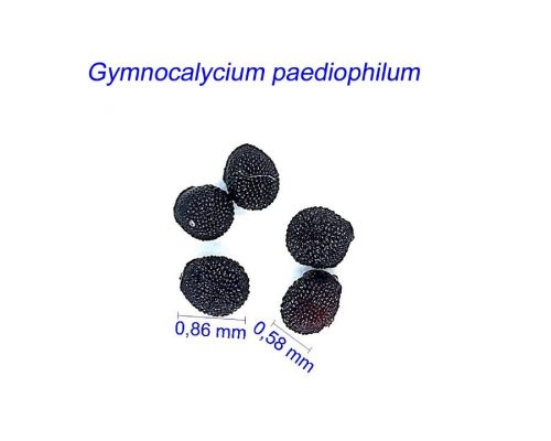 بذر Gymnocalycium paediophilum