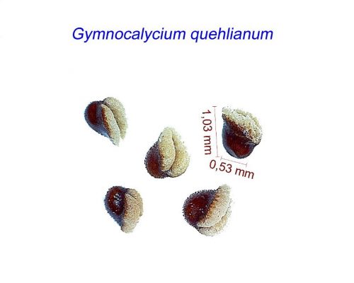 بذر Gymnocalycium quehlianum