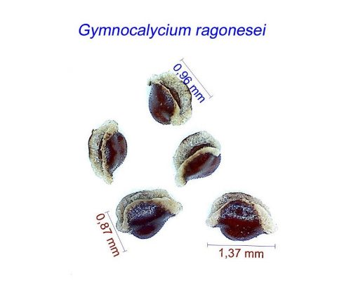 بذر Gymnocalycium ragonesei