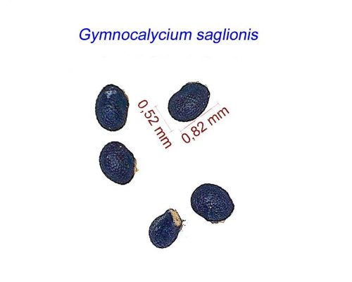 بذر ژیمنوکالیسیوم ساگلینیوس