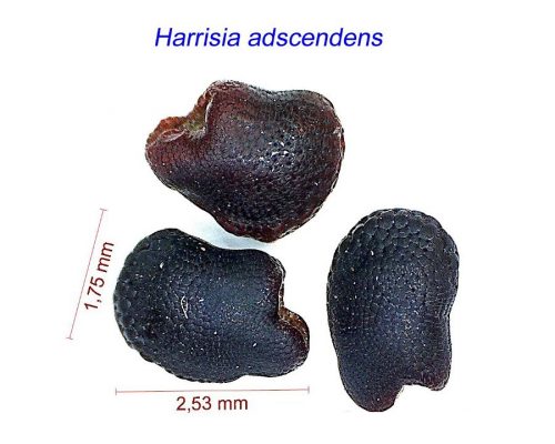 بذر Harrisia adscendens