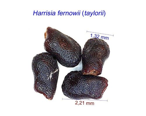 بذر Harrisia fernowii taylorii