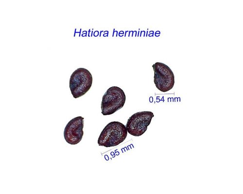 بذر Hatiora herminiae