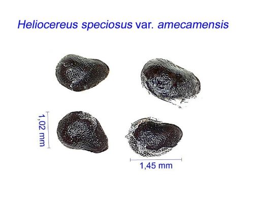 بذر Heliocereus speciosus