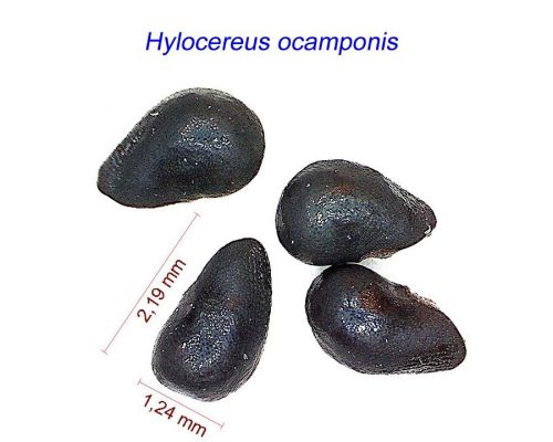 بذر Hylocereus ocamponis