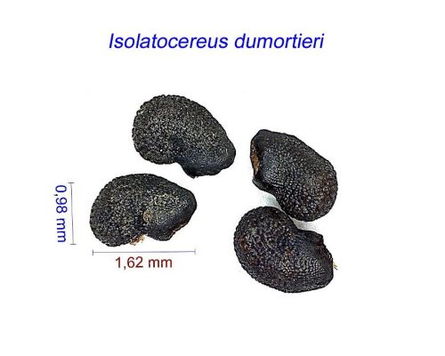 بذر Isolatocereus dumortieri