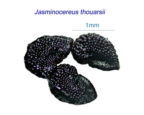 بذر Jasminocereus thouarsii
