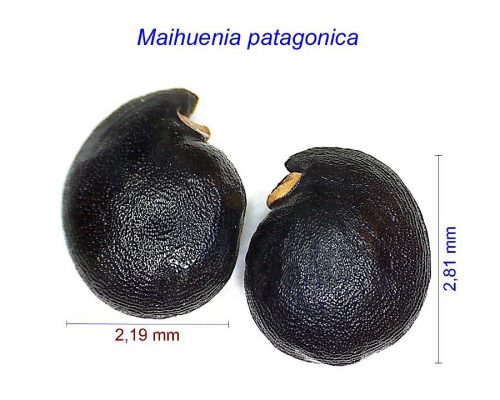 بذر Maihuenia patagonica