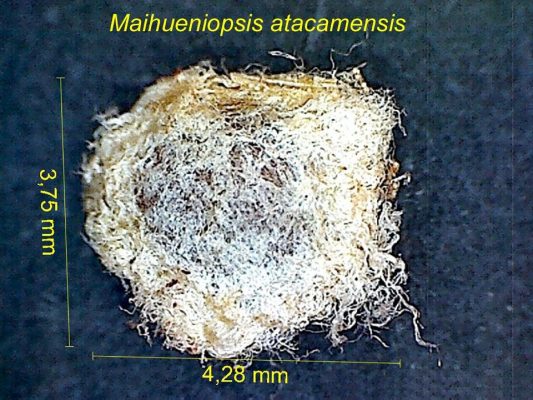 بذر Maihueniopsis atacamensis