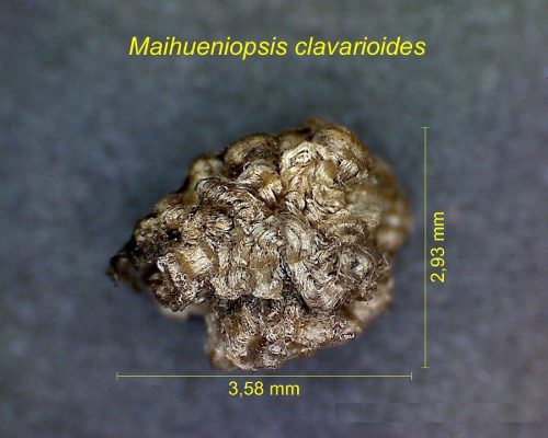 بذر Maihueniopsis ex Puna clavarioides
