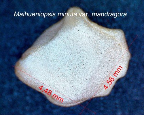بذر Maihueniopsis minuta v. mandragora