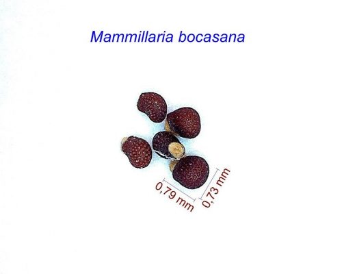 بذر مامیلاریا بوکاسانا