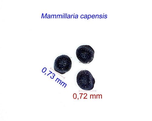بذر مامیلاریا ساپنسیس