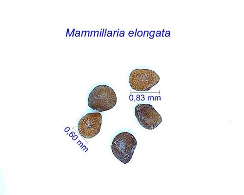 بذر مامیلاریا الونگاتا