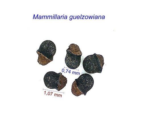 بذر Mammillaria guelzowiana (Krainzia)