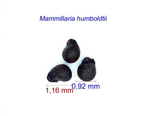 بذر Mammillaria humboldtii