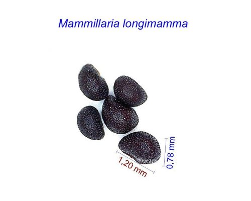 بذر مامیلاریا لانگیماما