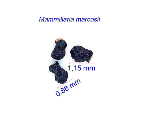 بذر Mammillaria marcosii