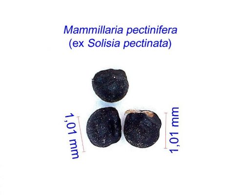 بذر مامیلاریا پکتینیفرا