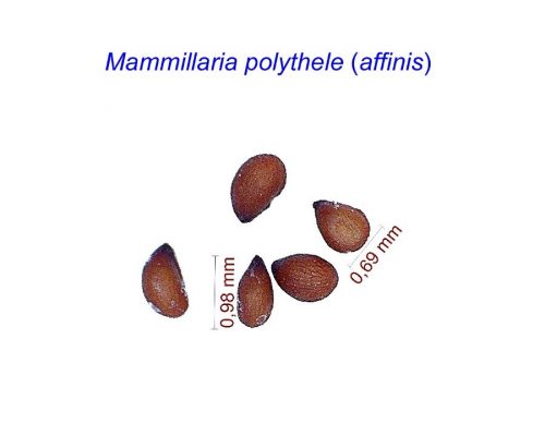 بذر مامیلاریا پولتیل