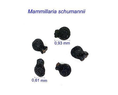 بذر Mammillaria schumannii