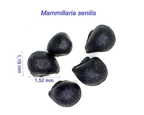 بذر مامیلاریا سنیلیس
