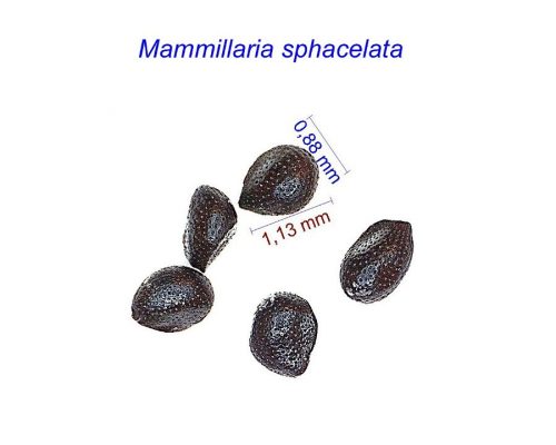 بذر Mammillaria sphacelata