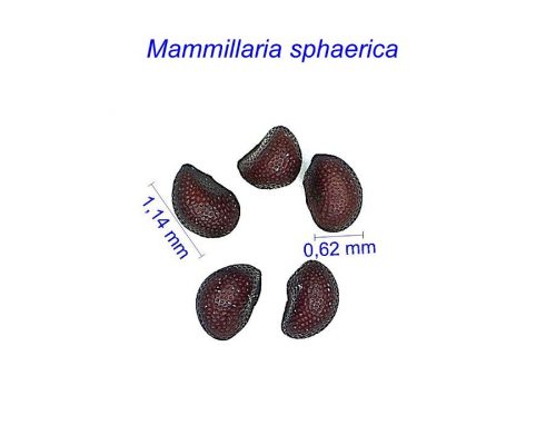 بذر Mammillaria sphaerica