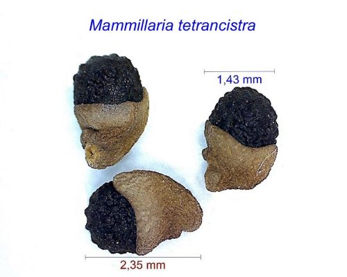 بذر Mammillaria tetrancistra